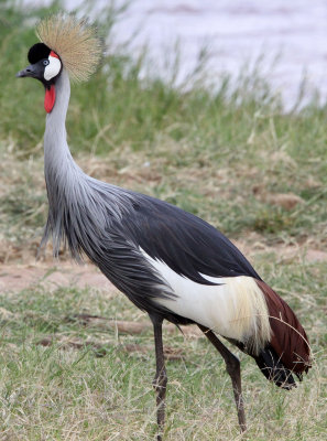 BIRD - CRANE - GREY CROWNED CRANE - SAMBURU NATIONAL PARK KENYA (1).JPG