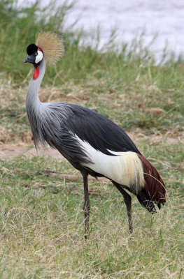 BIRD - CRANE - GREY CROWNED CRANE - SAMBURU NATIONAL PARK KENYA (11).JPG