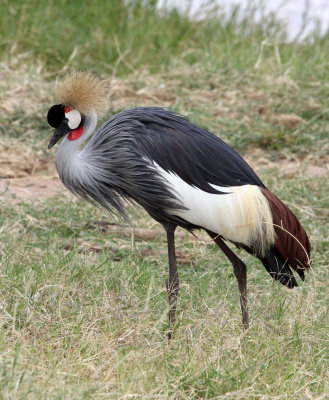 BIRD - CRANE - GREY CROWNED CRANE - SAMBURU NATIONAL PARK KENYA (12).JPG