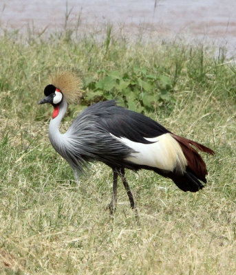 BIRD - CRANE - GREY CROWNED CRANE - SAMBURU NATIONAL PARK KENYA (20).JPG