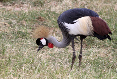 BIRD - CRANE - GREY CROWNED CRANE - SAMBURU NATIONAL PARK KENYA (21).JPG