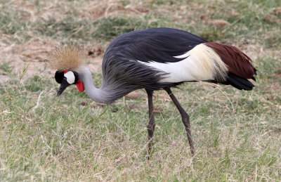 BIRD - CRANE - GREY CROWNED CRANE - SAMBURU NATIONAL PARK KENYA (22).JPG
