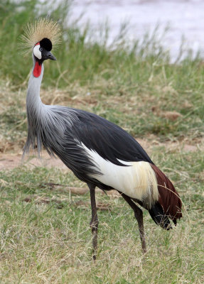 BIRD - CRANE - GREY CROWNED CRANE - SAMBURU NATIONAL PARK KENYA (5).JPG