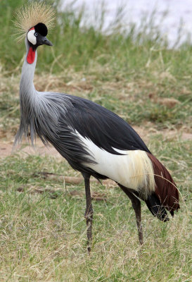 BIRD - CRANE - GREY CROWNED CRANE - SAMBURU NATIONAL PARK KENYA (7).JPG