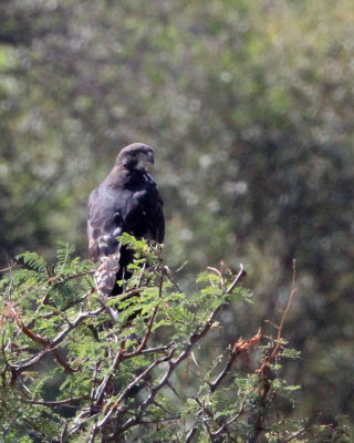 BIRD - EAGLE - AFRICAN HAWK-EAGLE - MASAI MARA NATIONAL PARK KENYA (3).JPG