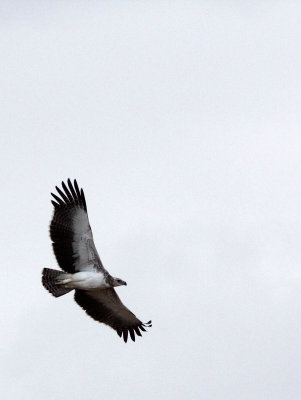 BIRD - EAGLE - IMPERIAL EAGLE - SAMBURU NATIONAL PARK KENYA (4).JPG