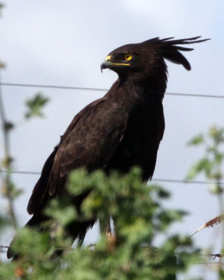 BIRD - EAGLE - LONG-CRESTED EAGLE - MOUNT KENYA  NATIONAL PARK KENYA (4).JPG