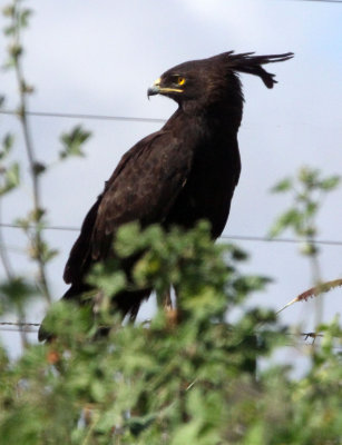 BIRD - EAGLE - LONG-CRESTED EAGLE - MOUNT KENYA  NATIONAL PARK KENYA (7).JPG