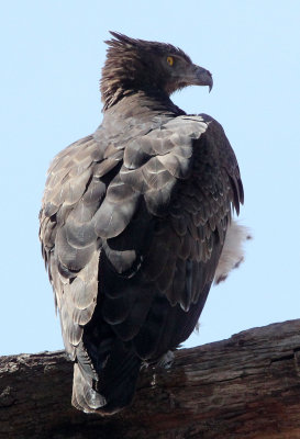 BIRD - EAGLE - MARTIAL EAGLE - SAMBURU NATIONAL PARK KENYA (2).JPG