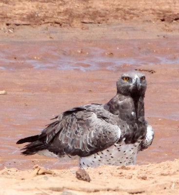BIRD - EAGLE - MARTIAL EAGLE - SAMBURU NATIONAL PARK KENYA (3).JPG