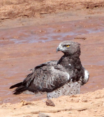 BIRD - EAGLE - MARTIAL EAGLE - SAMBURU NATIONAL PARK KENYA (5).JPG