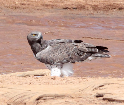 BIRD - EAGLE - MARTIAL EAGLE - SAMBURU NATIONAL PARK KENYA (6).JPG