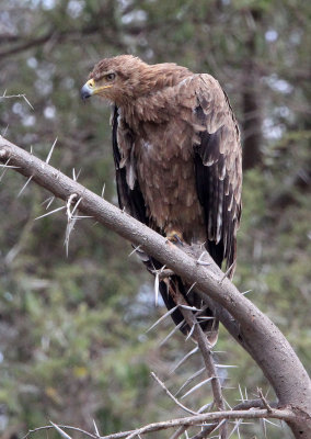 BIRD - EAGLE - TAWNY EAGLE - SAMBURU NATIONAL PARK KENYA (4).JPG