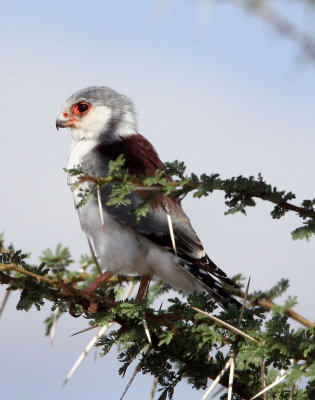 BIRD - FALCON - PYGMY FALCON - SAMBURU NATIONAL PARK KENYA (10).JPG