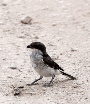 BIRD - FISCAL - COMMON FISCAL - SAMBURU NATIONAL PARK KENYA (5).JPG