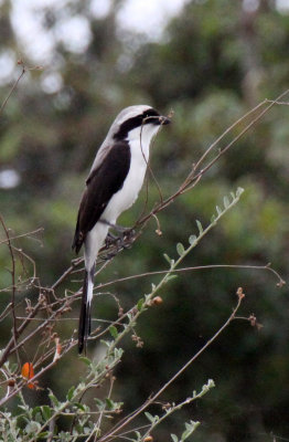 BIRD - FISCAL - GREY-BACKED FISCAL - MASAI MARA NATIONAL PARK KENYA (2).JPG