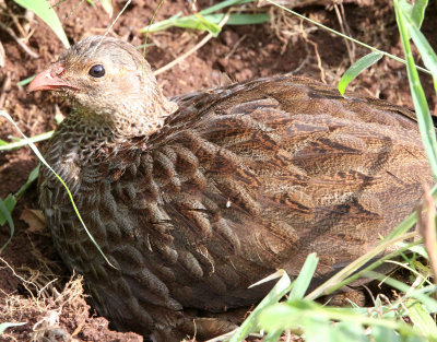 BIRD - FRANCOLIN - SCALY FRANCOLIN - ABERDERES NATIONAL PARK KENYA (2).JPG