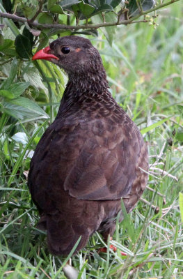 BIRD - FRANCOLIN - SCALY FRANCOLIN - ABERDERES NATIONAL PARK KENYA (6).JPG