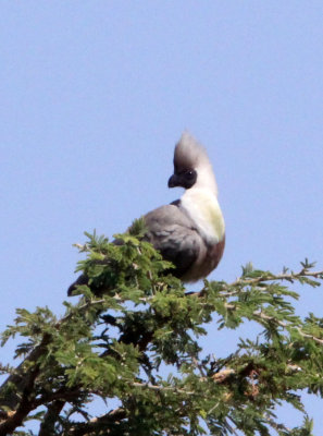 BIRD - GO-AWAY BIRD - BARE-FACED GO-AWAY BIRD - MASAI MARA NATIONAL PARK KENYA (2).JPG