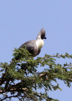 BIRD - GO-AWAY BIRD - BARE-FACED GO-AWAY BIRD - MASAI MARA NATIONAL PARK KENYA (5).JPG
