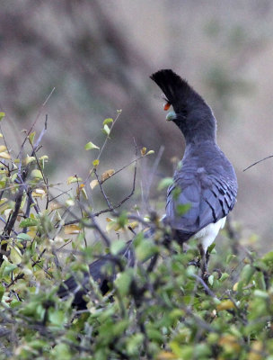 BIRD - GO-AWAY BIRD - WHITE-BELLIED GO-AWAY BIRD - SAMBURU NATIONAL PARK KENYA (3).JPG