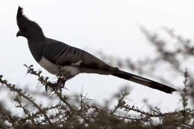 BIRD - GO-AWAY BIRD - WHITE-BELLIED GO-AWAY BIRD - SAMBURU NATIONAL PARK KENYA (7).JPG