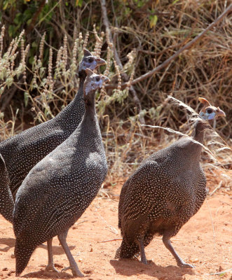 BIRD - GUINEAFOWL - HELMETED GUINEAFOWL - SAMBURU NATIONAL PARK KENYA (5).JPG