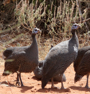 BIRD - GUINEAFOWL - HELMETED GUINEAFOWL - SAMBURU NATIONAL PARK KENYA (7).JPG