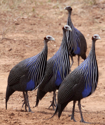 BIRD - GUINEAFOWL - VULTURINE GUINEAFOWL - SAMBURU NATIONAL PARK KENYA (11).JPG
