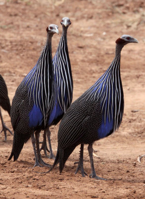 BIRD - GUINEAFOWL - VULTURINE GUINEAFOWL - SAMBURU NATIONAL PARK KENYA (13).JPG