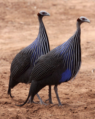 BIRD - GUINEAFOWL - VULTURINE GUINEAFOWL - SAMBURU NATIONAL PARK KENYA (15).JPG
