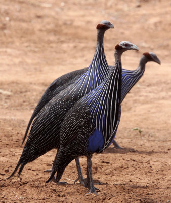 BIRD - GUINEAFOWL - VULTURINE GUINEAFOWL - SAMBURU NATIONAL PARK KENYA (16).JPG