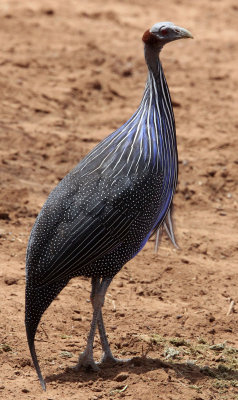 BIRD - GUINEAFOWL - VULTURINE GUINEAFOWL - SAMBURU NATIONAL PARK KENYA (2).JPG