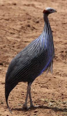 BIRD - GUINEAFOWL - VULTURINE GUINEAFOWL - SAMBURU NATIONAL PARK KENYA (6).JPG