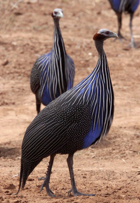BIRD - GUINEAFOWL - VULTURINE GUINEAFOWL - SAMBURU NATIONAL PARK KENYA (9).JPG