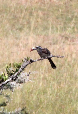 BIRD - HORNBILL - AFRICAN GREY HORNBILL - MASAI MARA NATIONAL PARK KENYA (3).JPG
