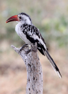 BIRD - HORNBILL - RED-BILLED HORNBILL - SAMBURU NATIONAL PARK KENYA (3).JPG