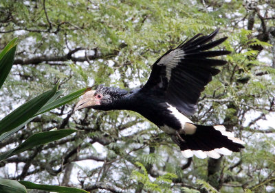 BIRD - HORNBILL - SILVERY-CHEEKED HORNBILL - ABERDERES NATIONAL PARK KENYA (10).JPG
