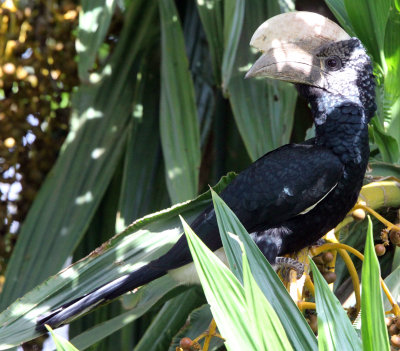 BIRD - HORNBILL - SILVERY-CHEEKED HORNBILL - ABERDERES NATIONAL PARK KENYA (5).JPG