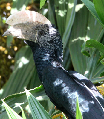 BIRD - HORNBILL - SILVERY-CHEEKED HORNBILL - ABERDERES NATIONAL PARK KENYA (7).JPG