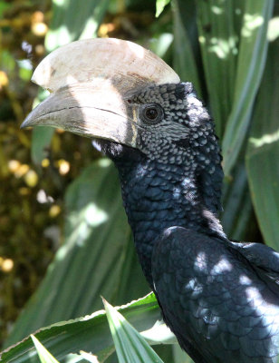 BIRD - HORNBILL - SILVERY-CHEEKED HORNBILL - ABERDERES NATIONAL PARK KENYA (8).JPG
