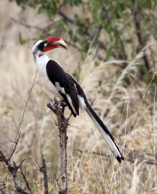 BIRD - HORNBILL - VON DER DECKEN'S HORNBILL - MALE - SAMBURU NATIONAL PARK KENYA (2).JPG