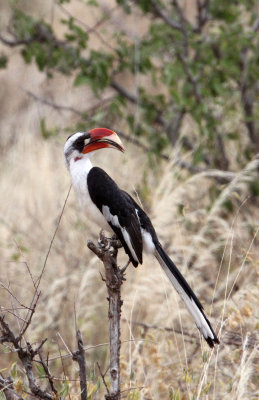 BIRD - HORNBILL - VON DER DECKEN'S HORNBILL - MALE - SAMBURU NATIONAL PARK KENYA (4).JPG