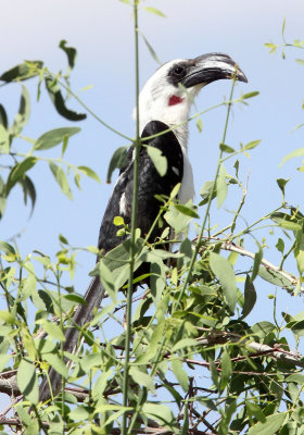 BIRD - HORNBILL - VON DER DECKEN'S HORNBILL - SAMBURU NATIONAL PARK KENYA (1).JPG