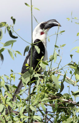 BIRD - HORNBILL - VON DER DECKEN'S HORNBILL - SAMBURU NATIONAL PARK KENYA (4).JPG