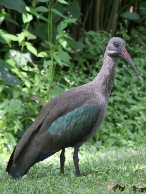 BIRD - IBIS - HADADA IBIS - ABERDERES NATIONAL PARK KENYA (1).JPG