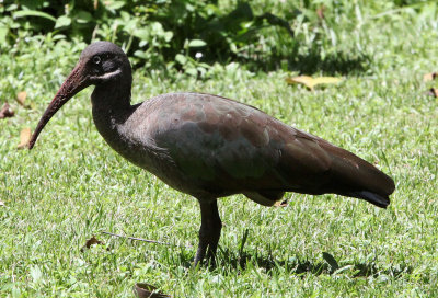 BIRD - IBIS - HADADA IBIS - ABERDERES NATIONAL PARK KENYA (2).JPG