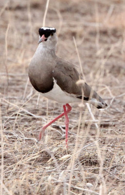 BIRD - LAPWING - CROWNED LAPWING - SAMBURU NATIONAL PARK KENYA (1).JPG
