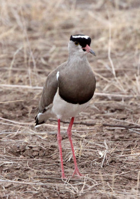 BIRD - LAPWING - CROWNED LAPWING - SAMBURU NATIONAL PARK KENYA (6).JPG