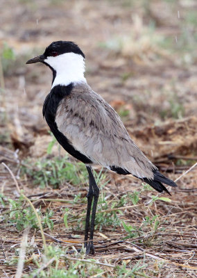 BIRD - LAPWING - SPUR-WINGED LAPWING - SAMBURU NATIONAL PARK KENYA (2).JPG